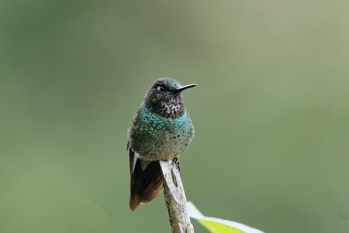 Tourmaline Sunangel - ML647117491