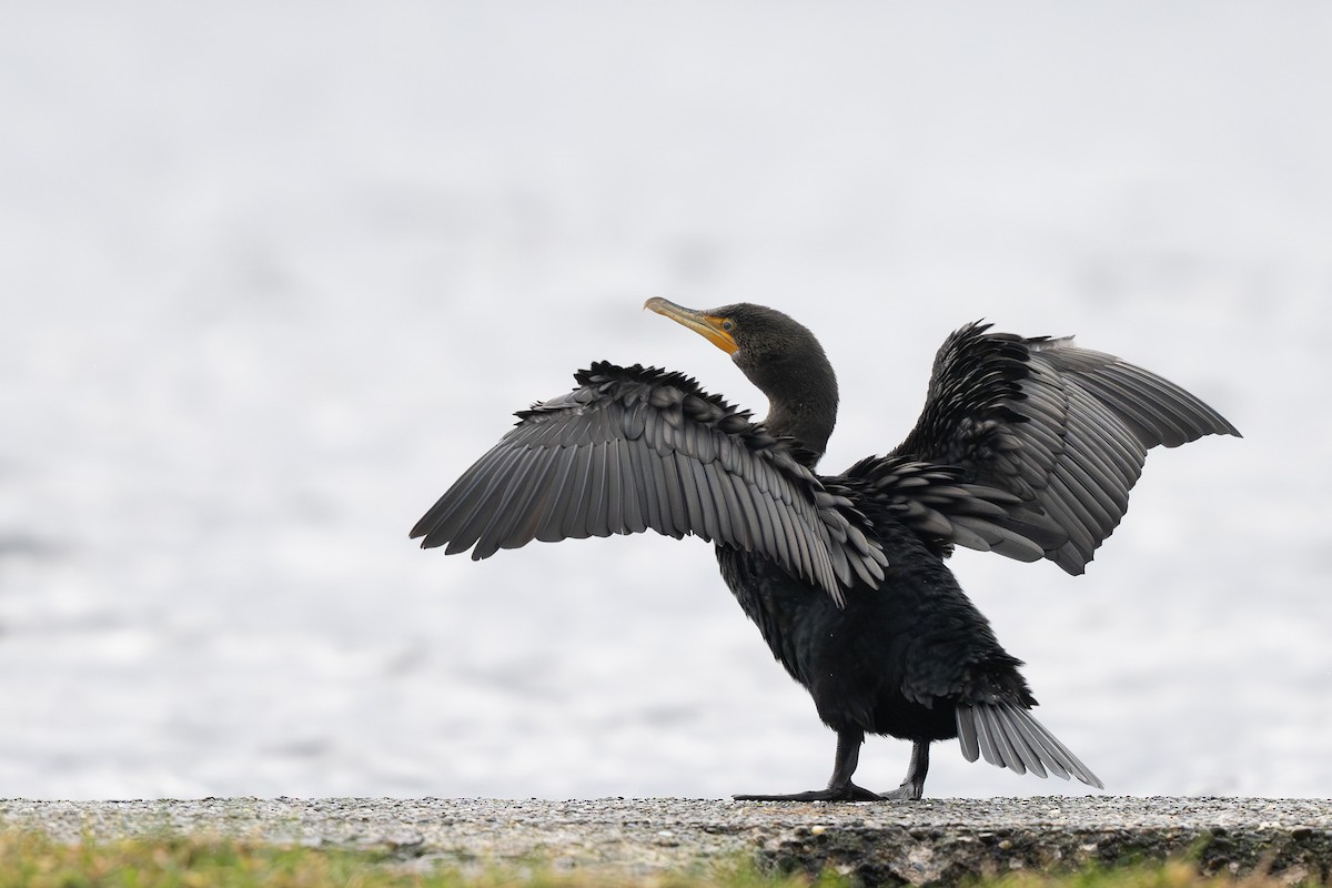 Double-crested Cormorant - ML647117497