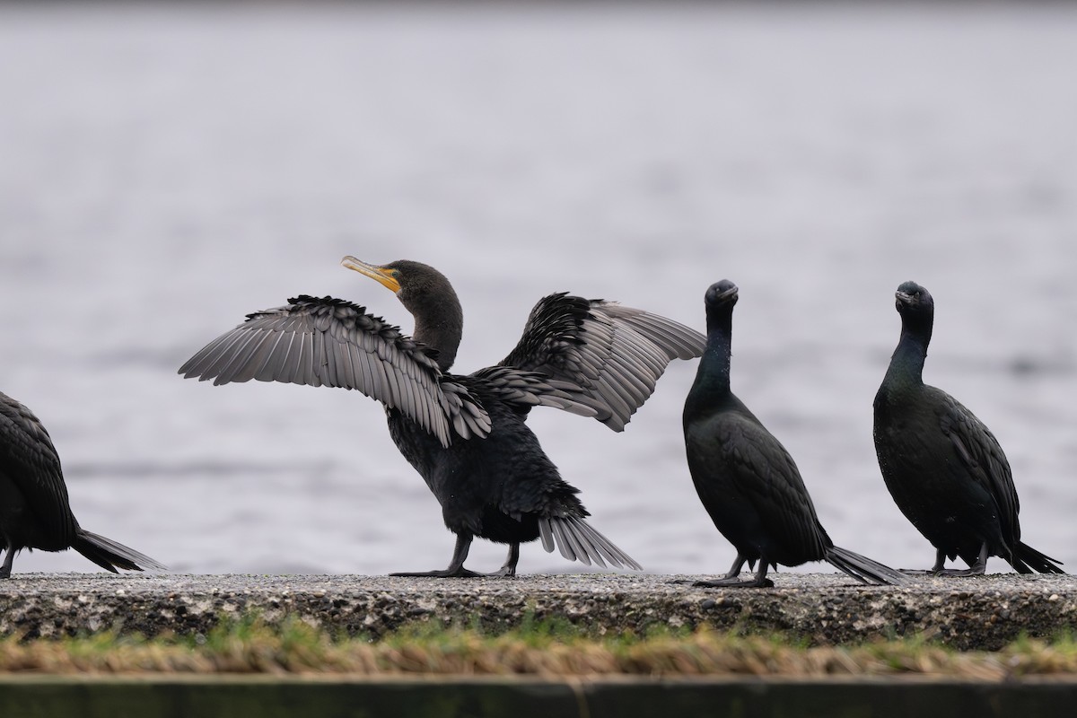 Double-crested Cormorant - ML647117498