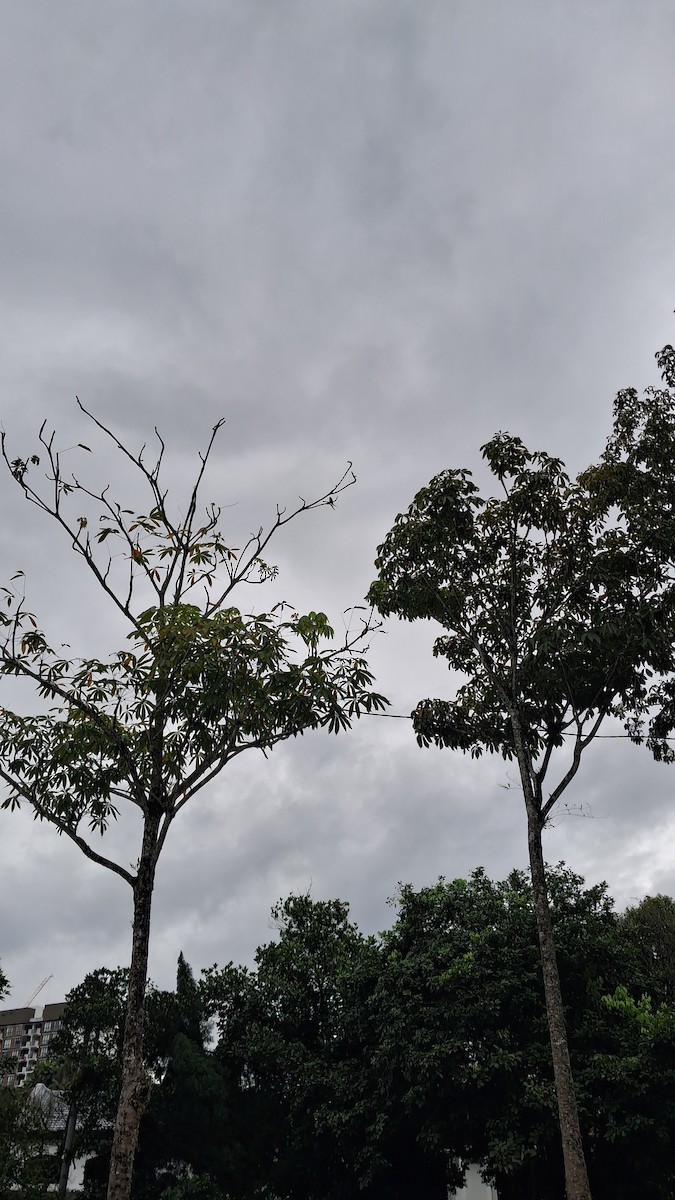 Gray-rumped Treeswift - ML647117503