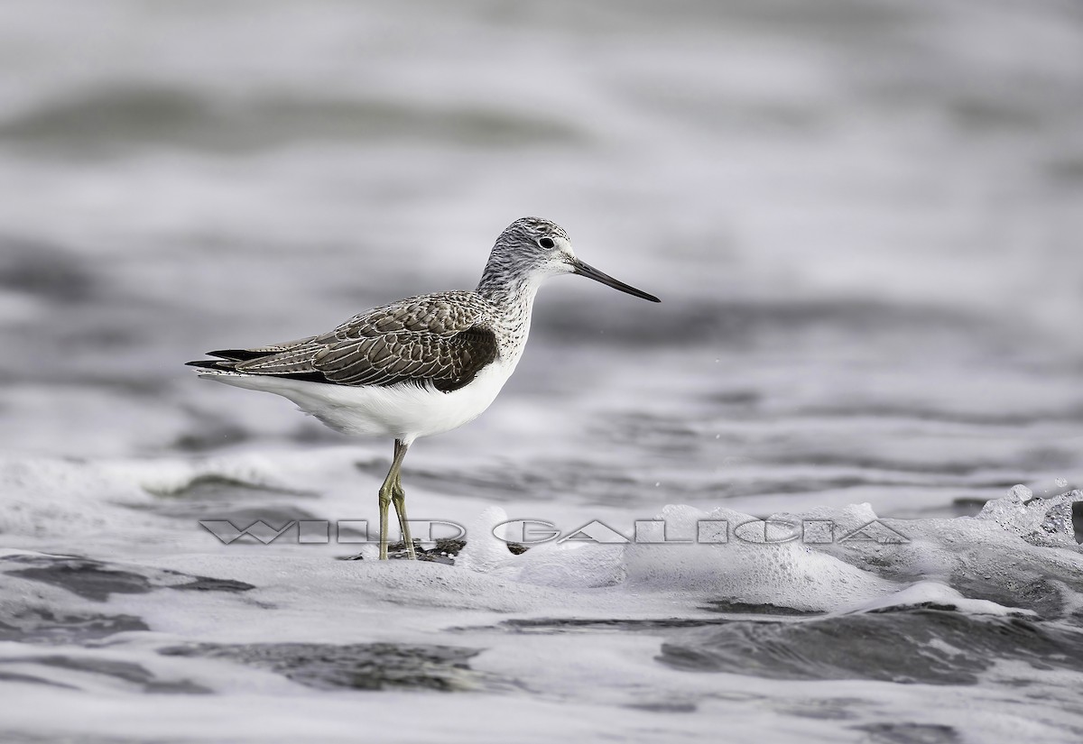 vodouš šedý - ML647117508