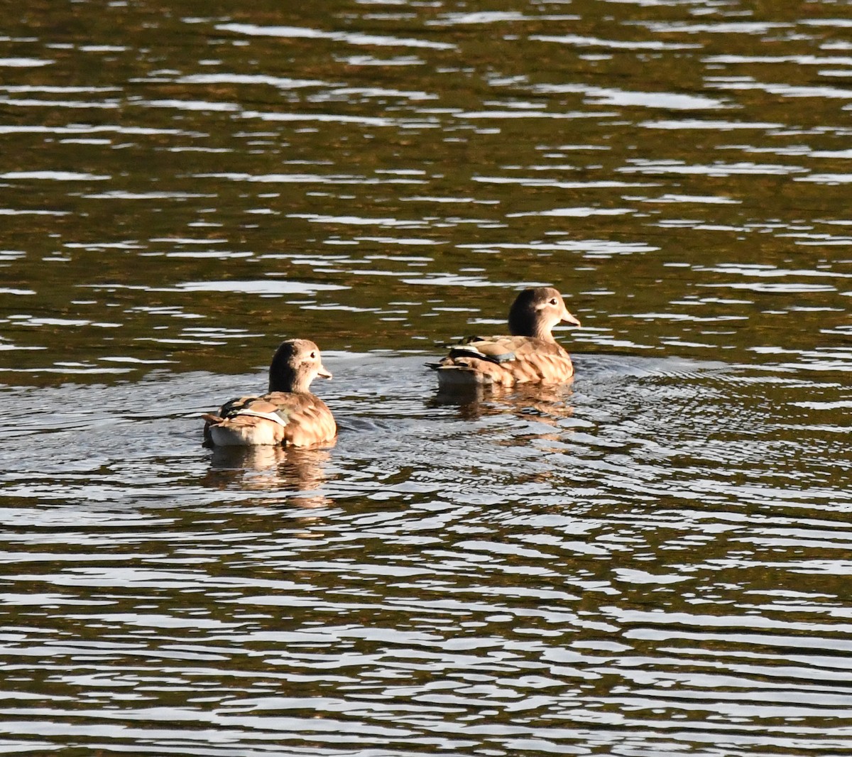 kachnička mandarínská - ML647117510