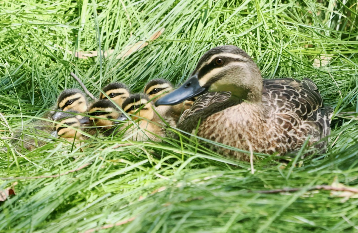 Ahate bekainduna - ML647117512