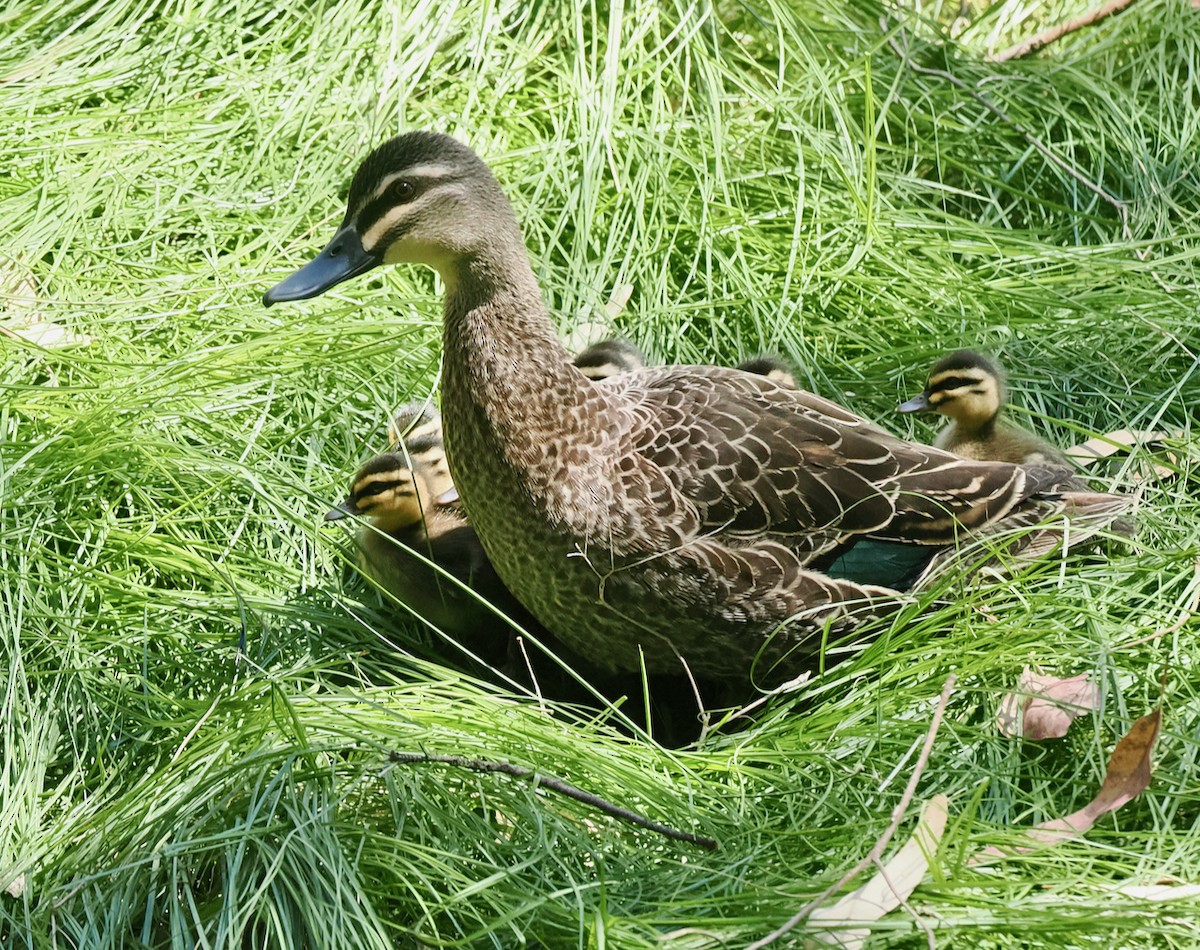 Ahate bekainduna - ML647117513