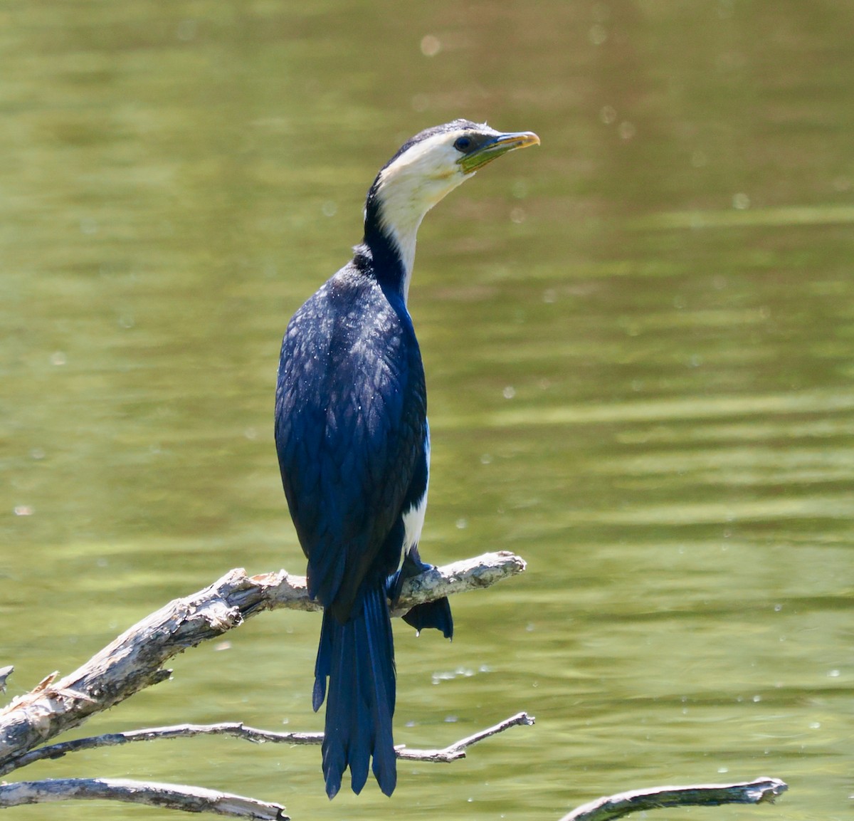 Little Pied Cormorant - ML647117519