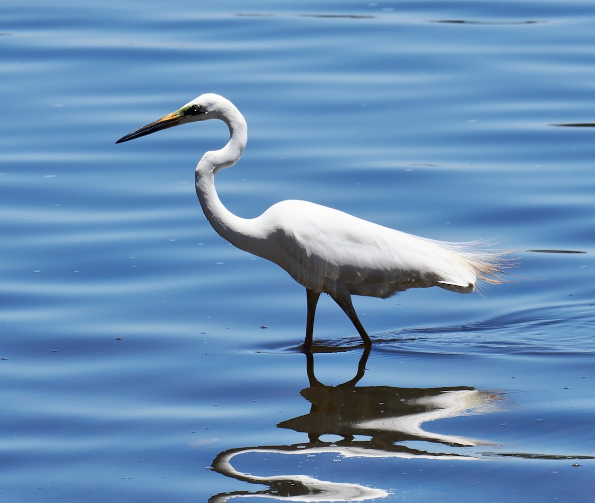 Great Egret (modesta) - ML647117521
