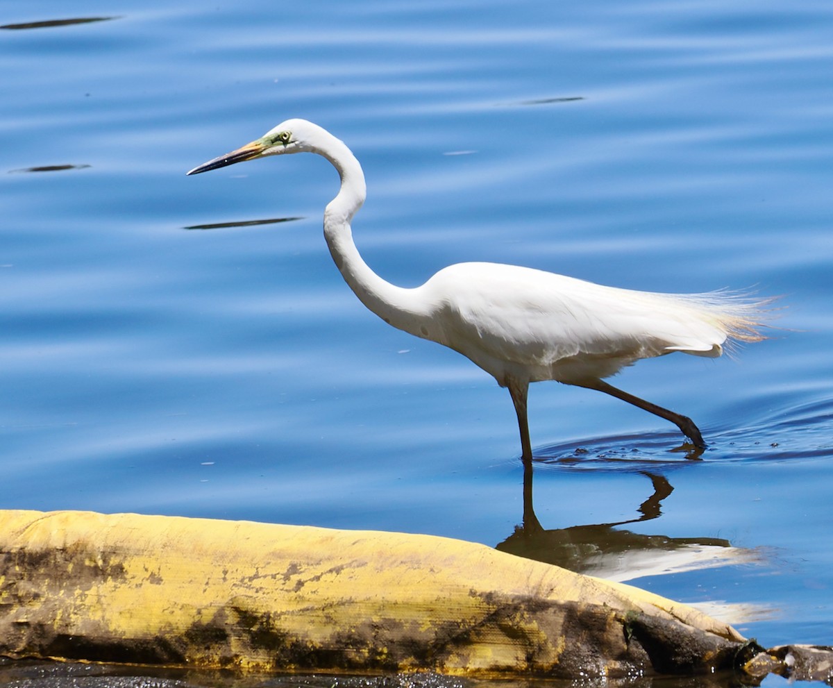 Great Egret (modesta) - ML647117522
