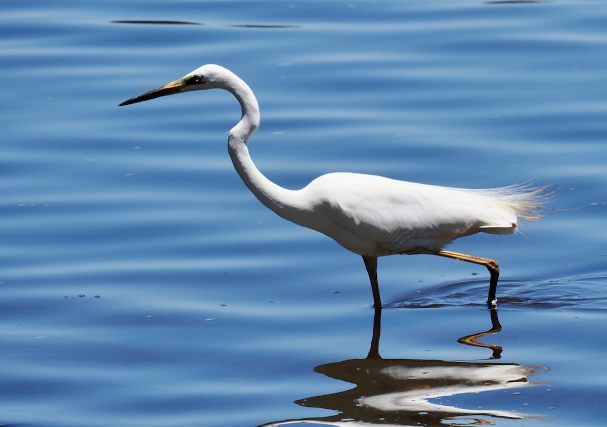 Great Egret (modesta) - ML647117523