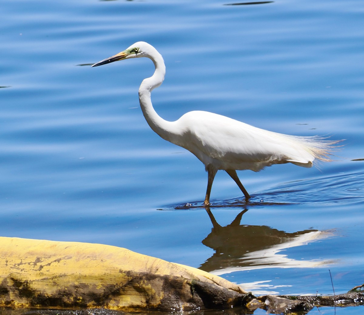 Great Egret (modesta) - ML647117524