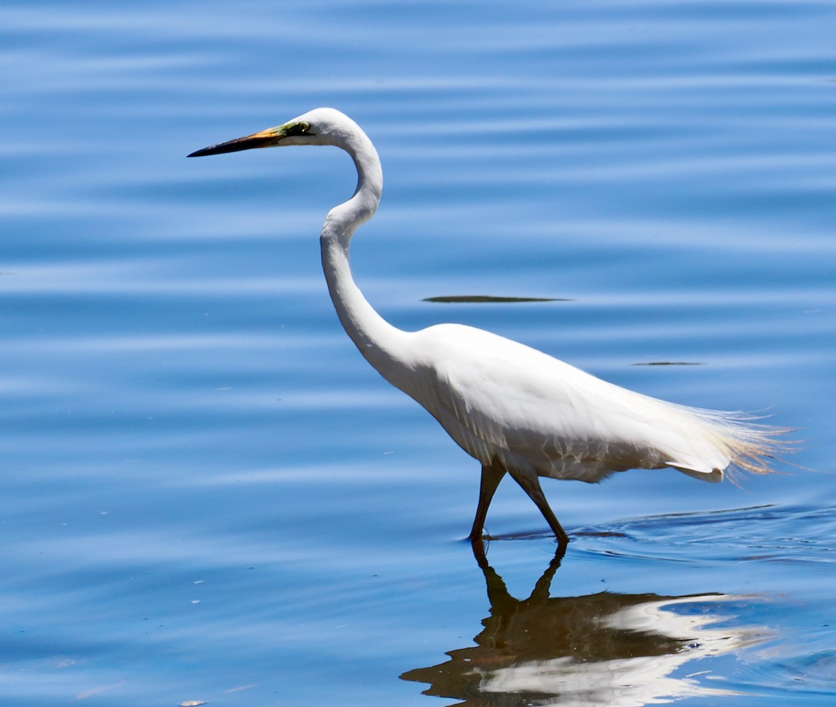 Great Egret (modesta) - ML647117525