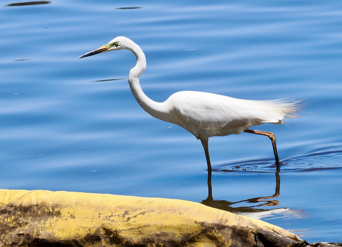 Great Egret (modesta) - ML647117526