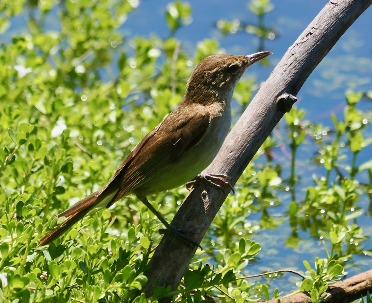 Australian Reed Warbler - ML647117538