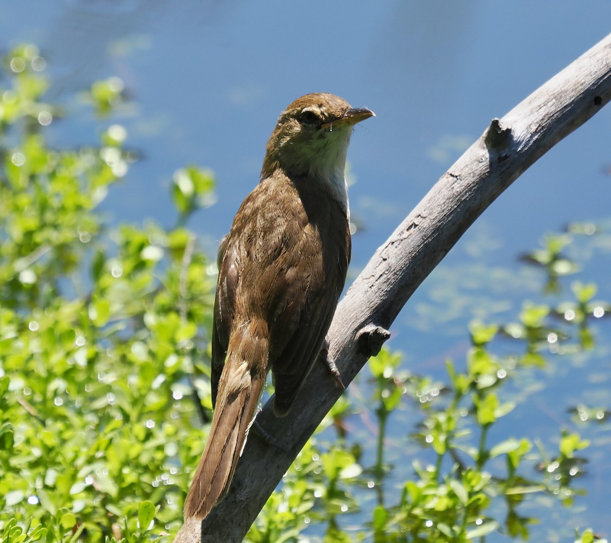 Australian Reed Warbler - ML647117539