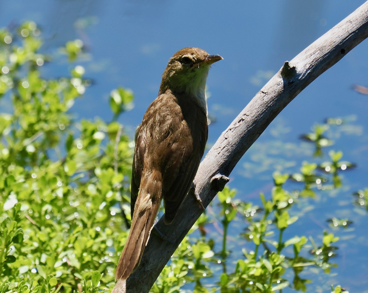 Australian Reed Warbler - ML647117540