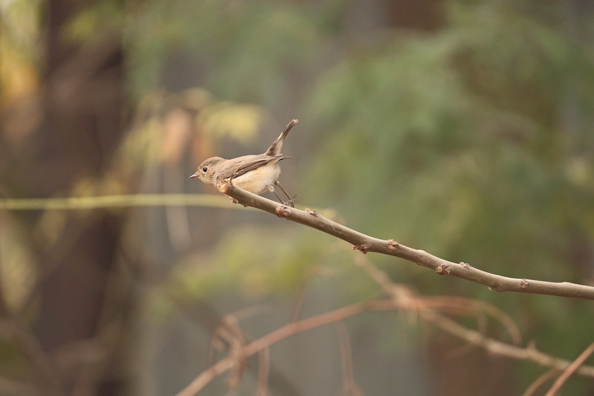 Red-breasted Flycatcher - ML647117546