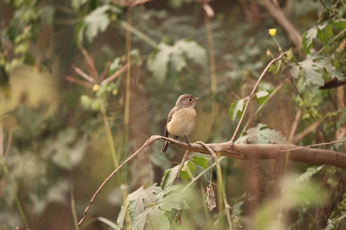 Red-breasted Flycatcher - ML647117547