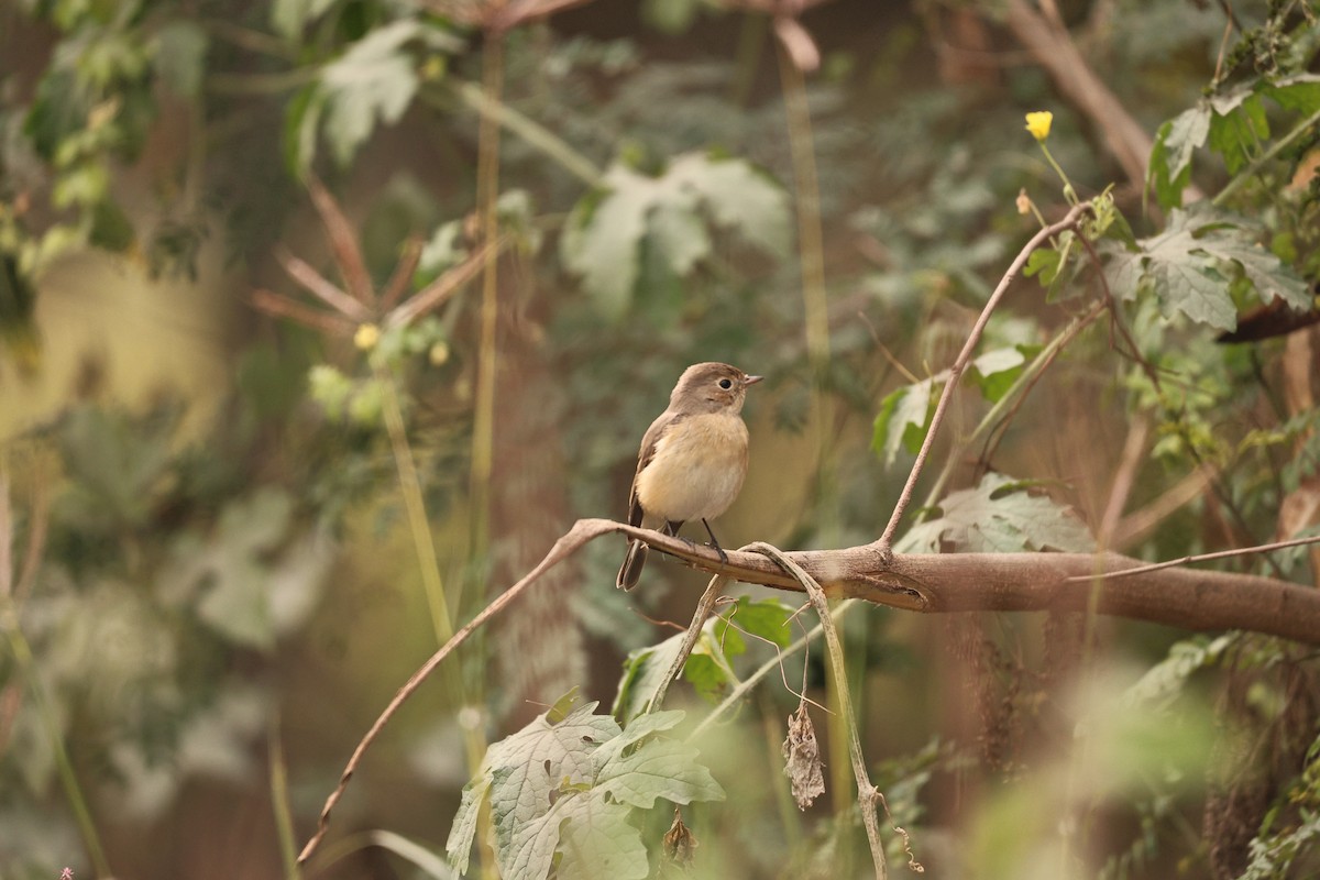Red-breasted Flycatcher - ML647117548