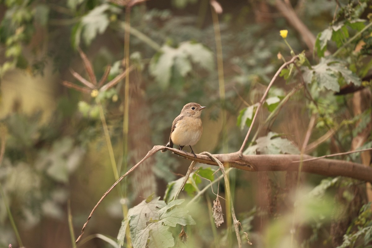 Red-breasted Flycatcher - ML647117549