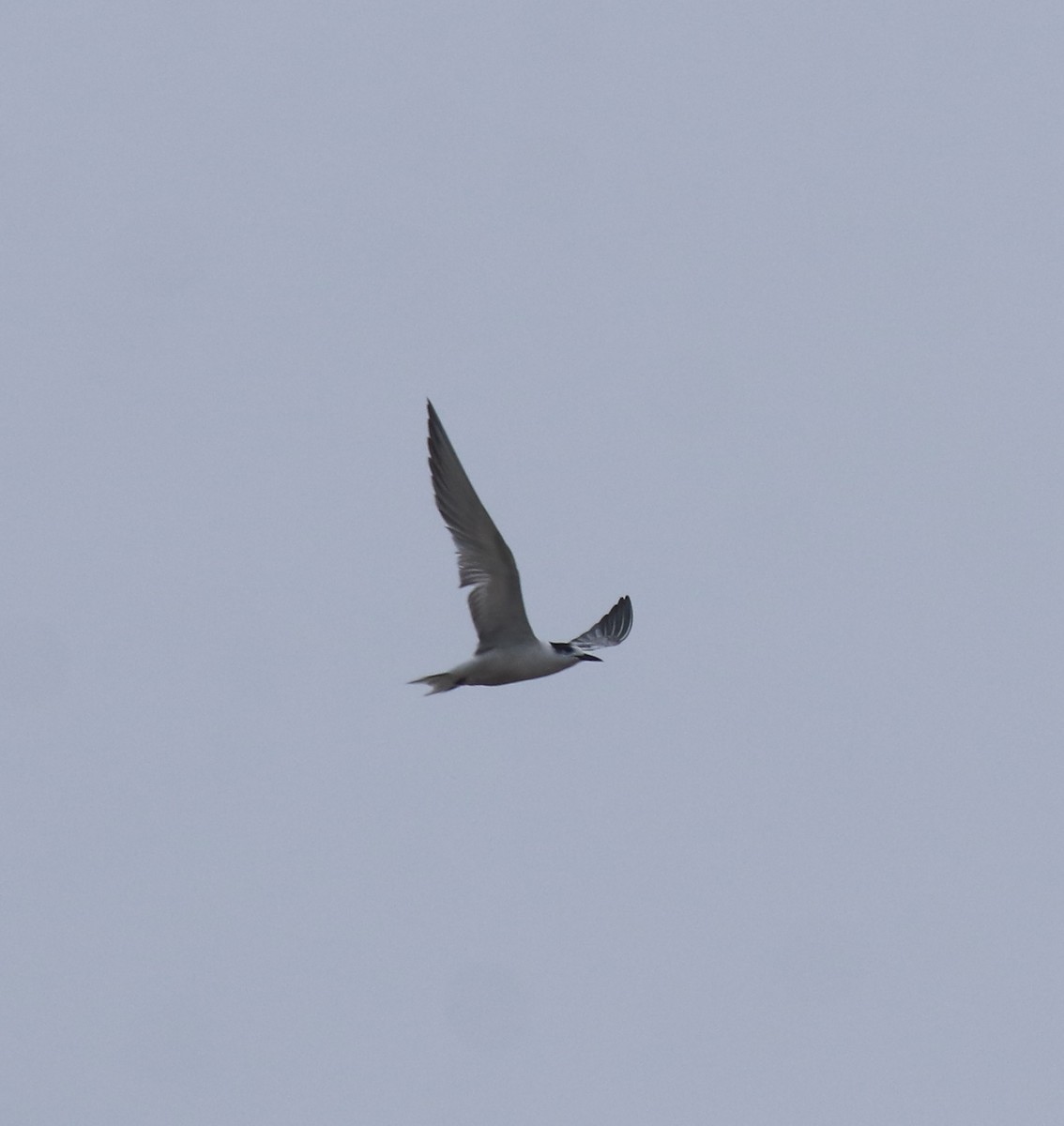 Common Tern - ML647117553