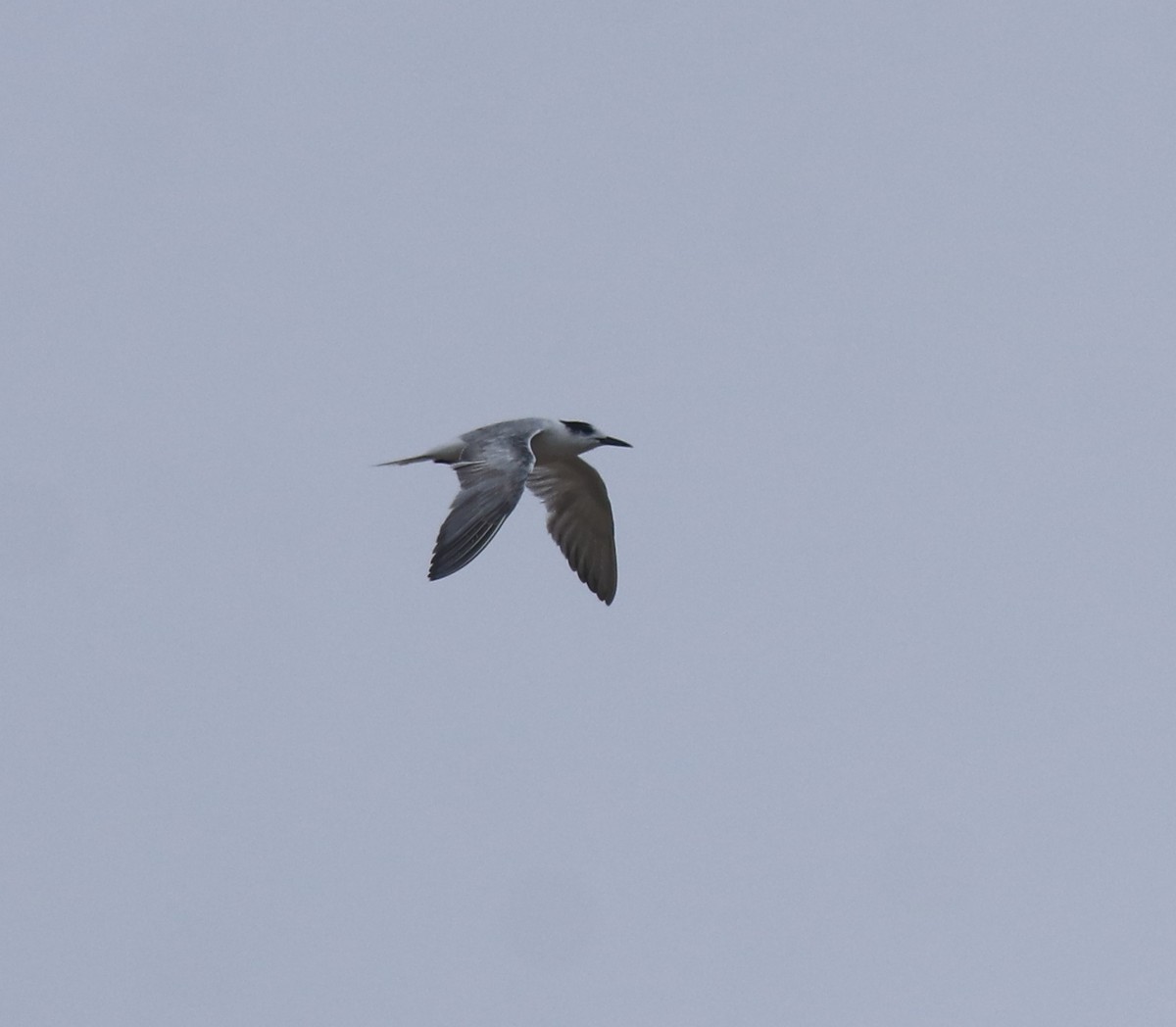 Common Tern - ML647117555