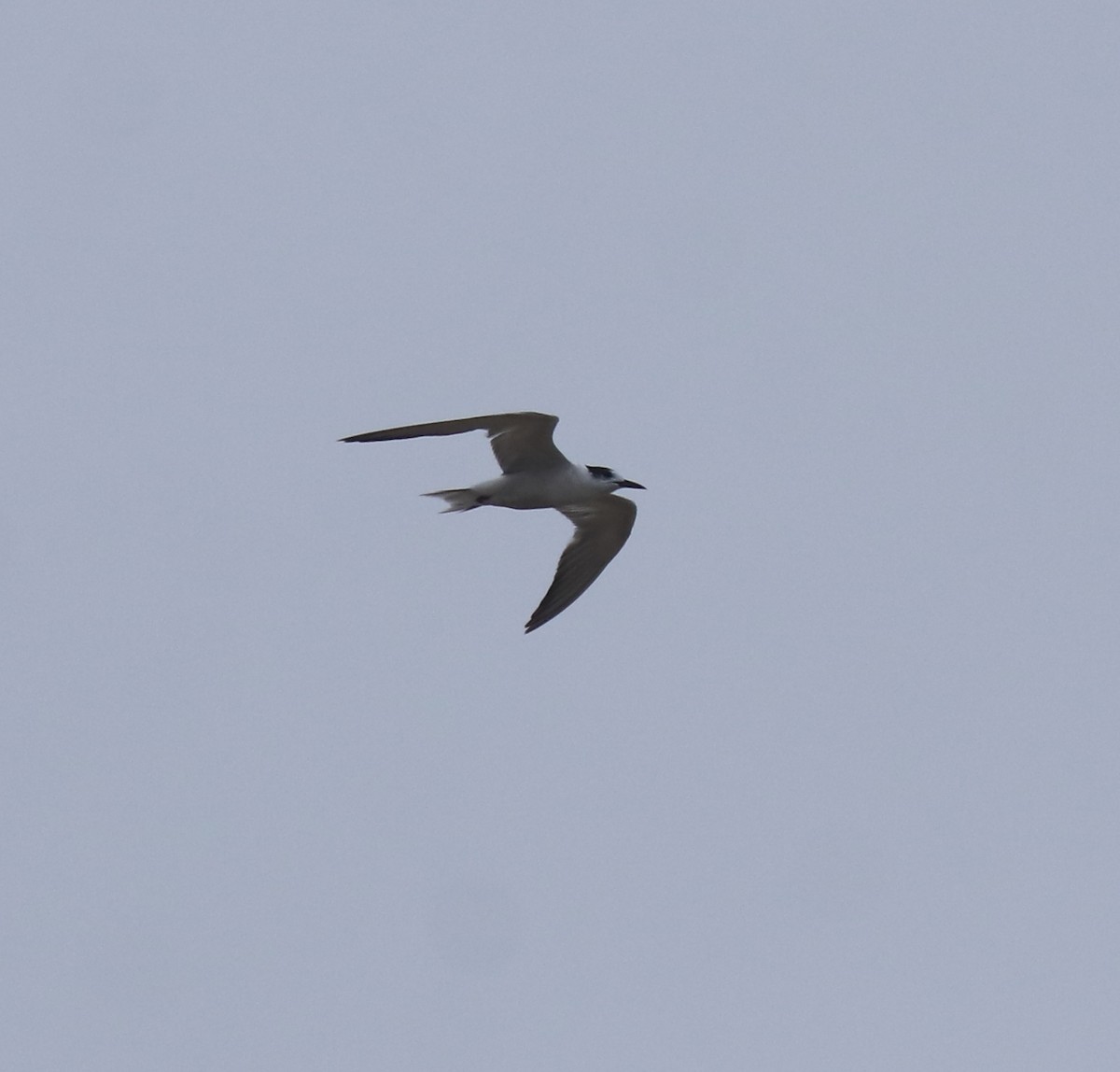 Common Tern - ML647117556