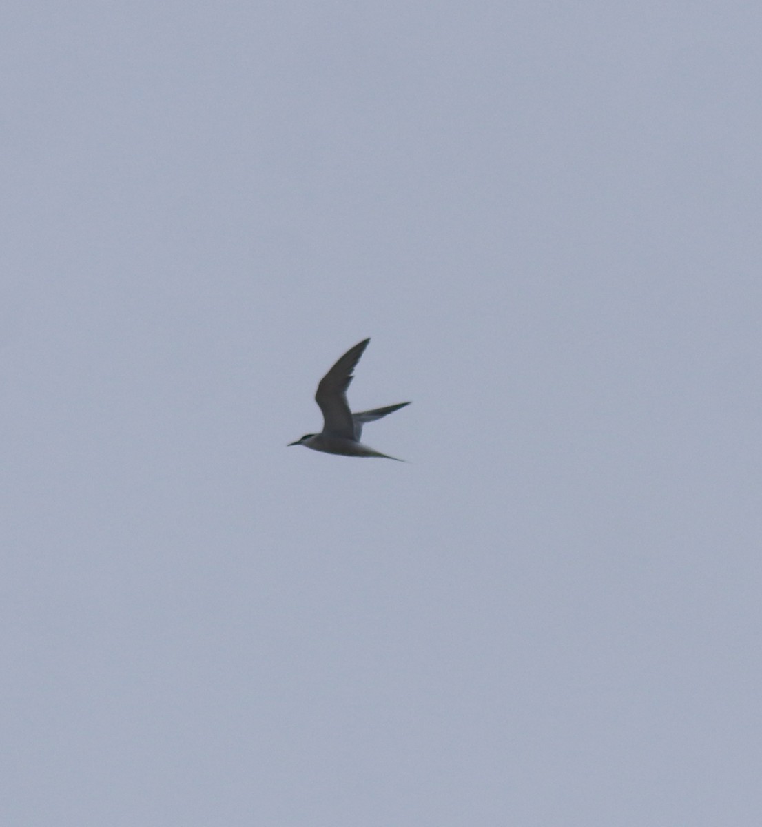 Common Tern - ML647117557