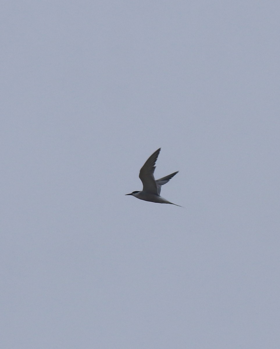 Common Tern - ML647117558