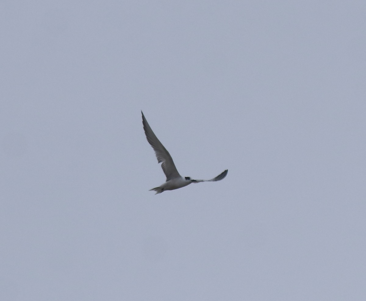 Common Tern - ML647117560