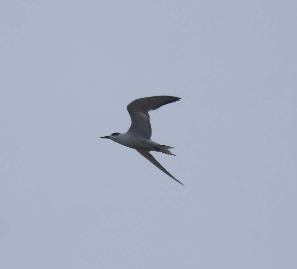 Common Tern - ML647117561