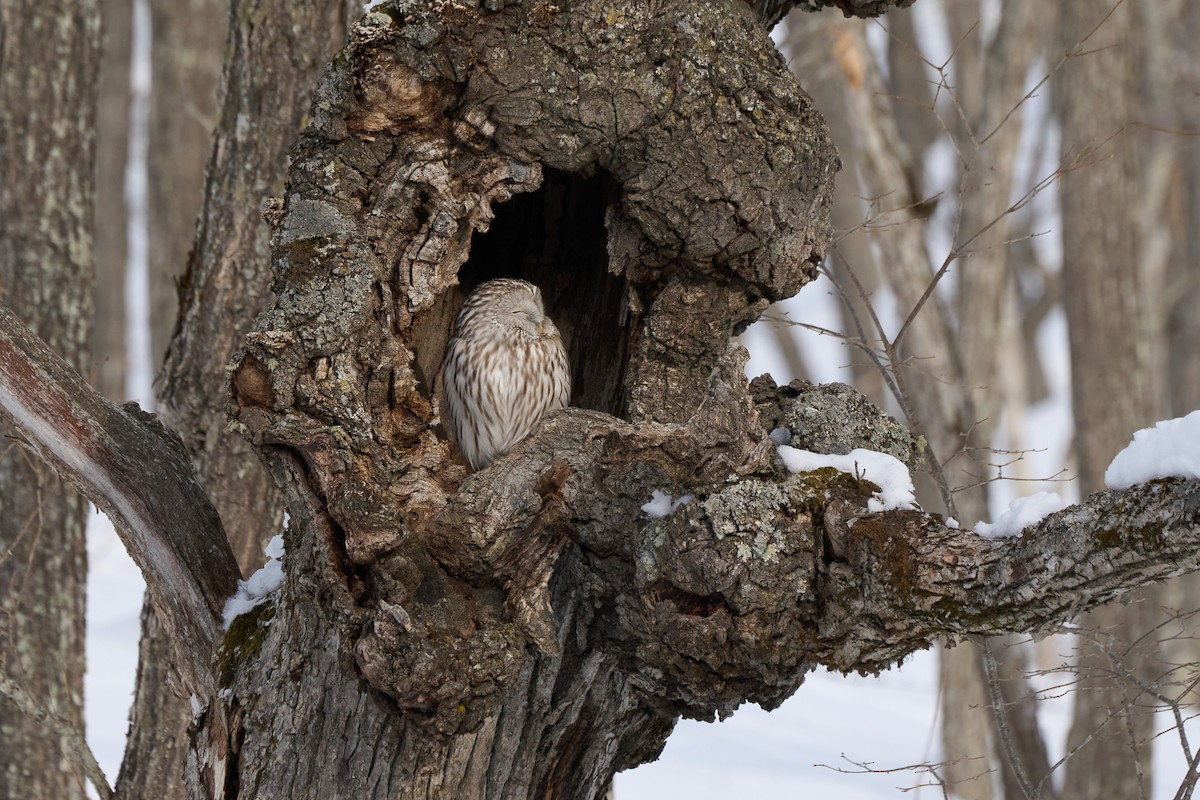 Urubi uraldarra - ML647117562