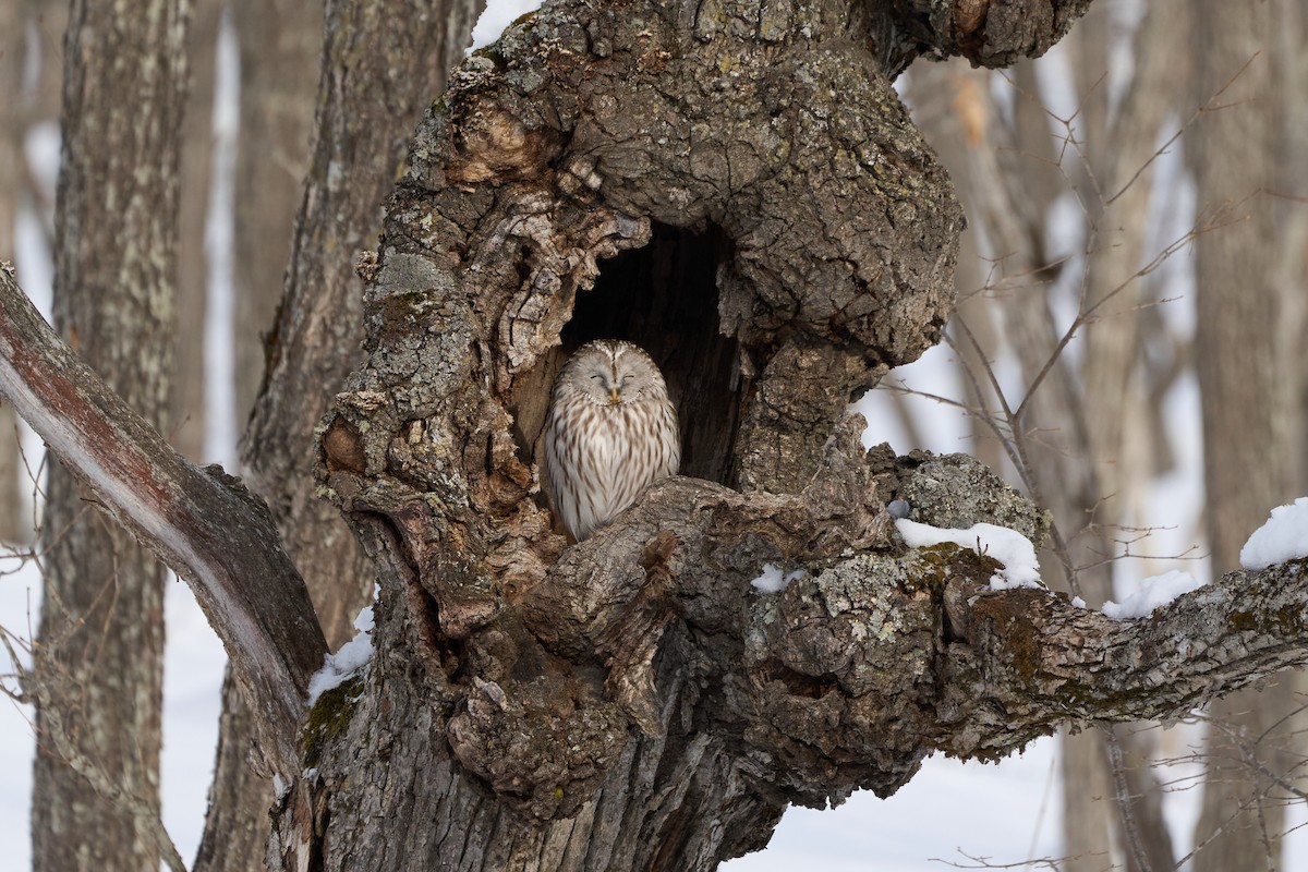 Urubi uraldarra - ML647117564