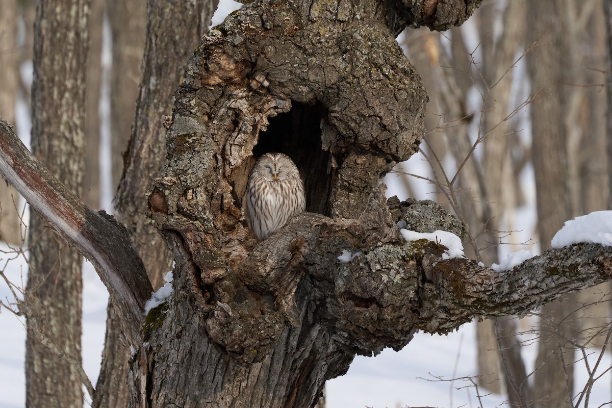 Urubi uraldarra - ML647117565