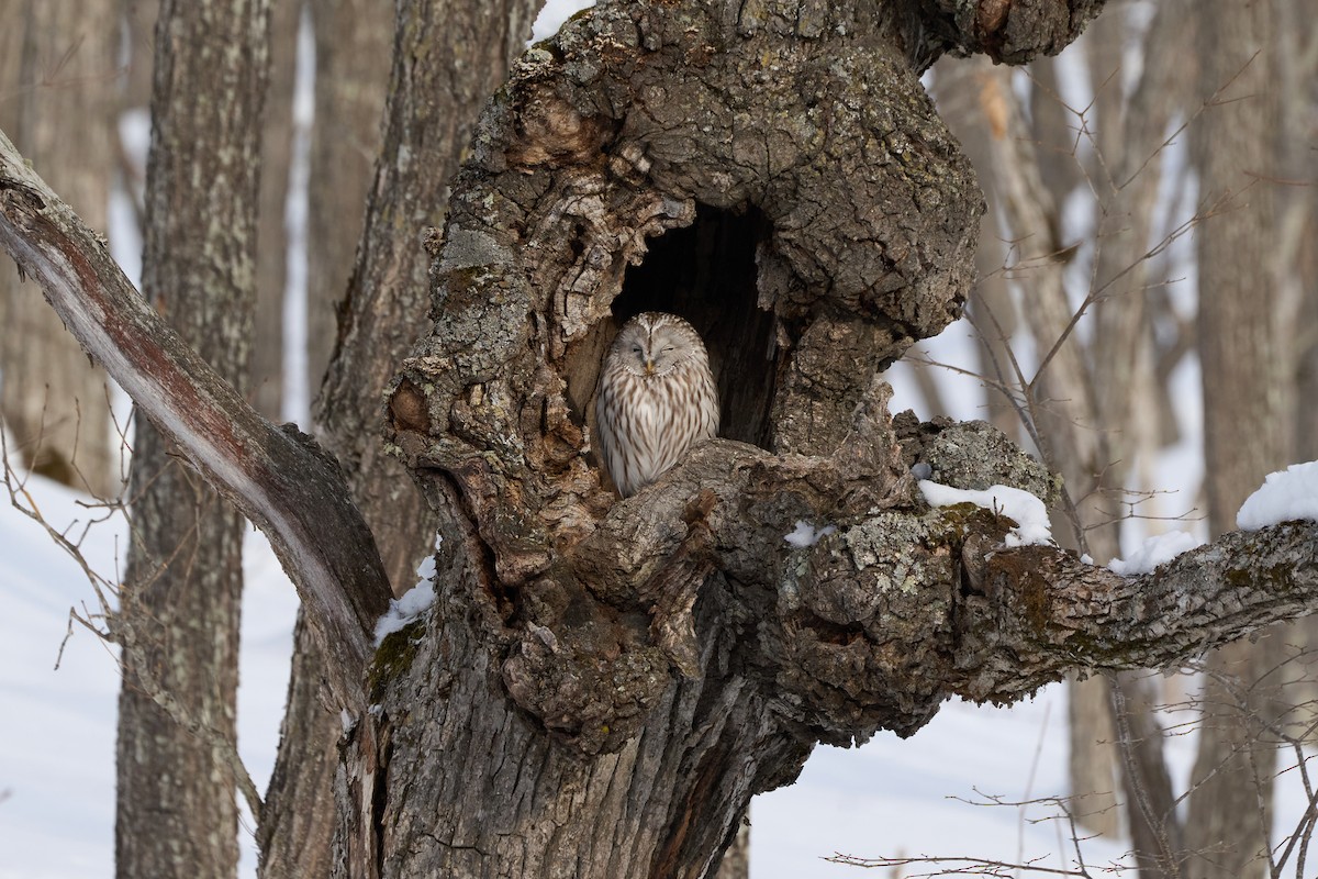 Urubi uraldarra - ML647117566