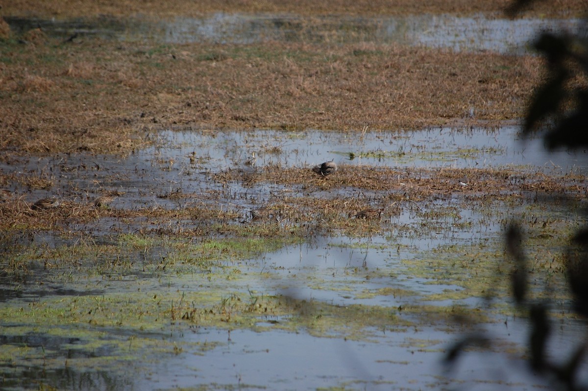 Серая утка - ML647117567