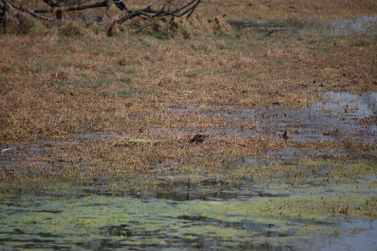 Серая утка - ML647117568