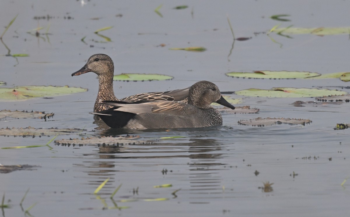 Серая утка - ML647117573