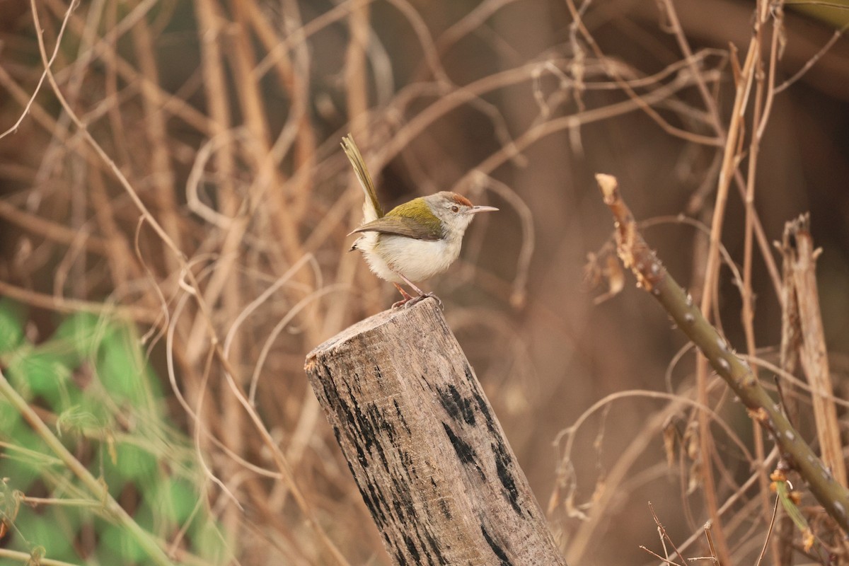 langstjertskredderfugl - ML647117578