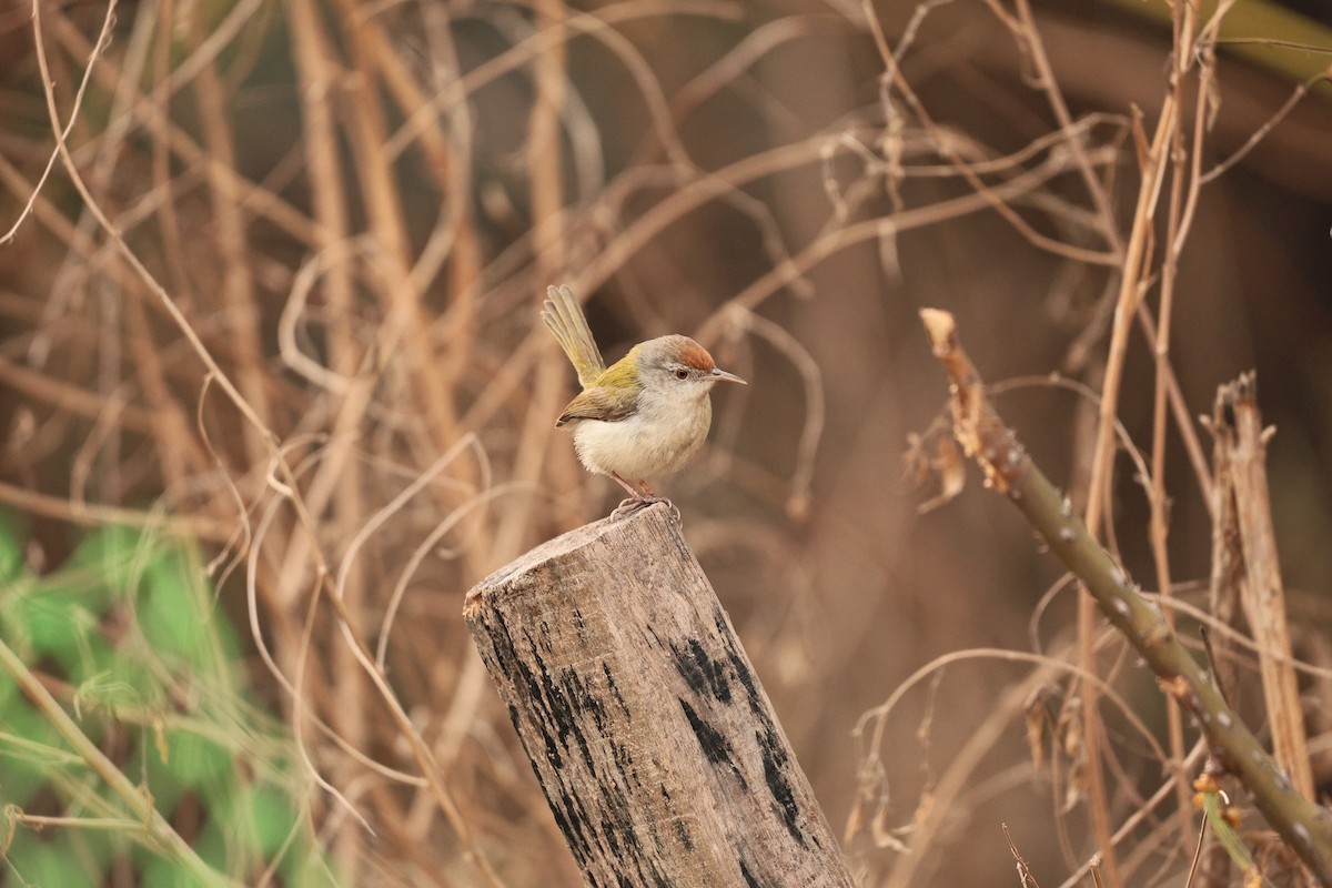 langstjertskredderfugl - ML647117579