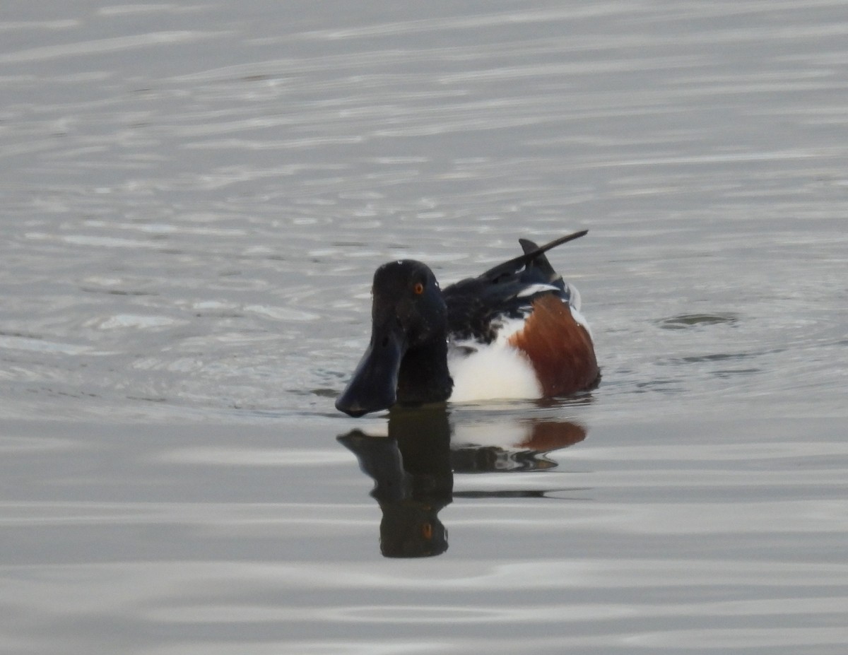 Northern Shoveler - ML647117583