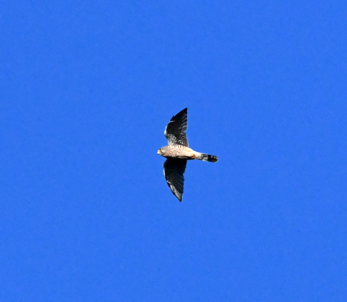 tårnfalk (tinnunculus gr.) - ML647117586