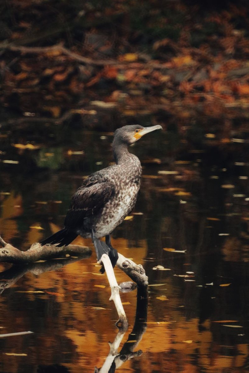 Cormorán Grande - ML647117587