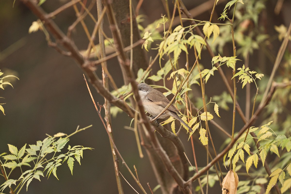 møller - ML647117591