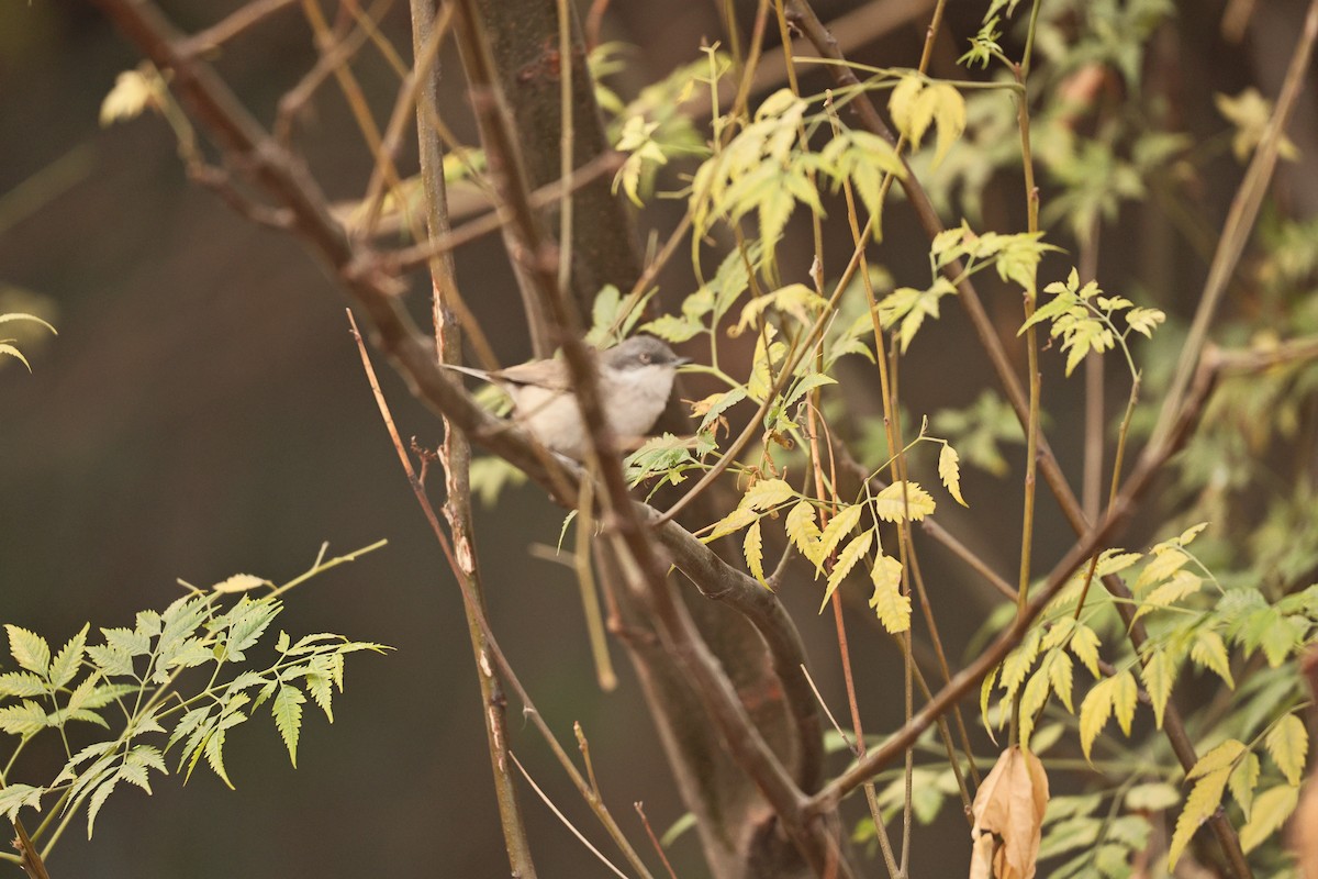 møller - ML647117592