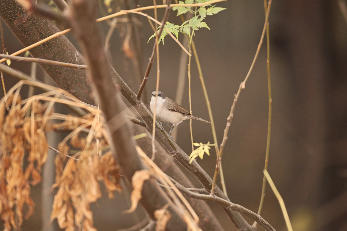 møller - ML647117593