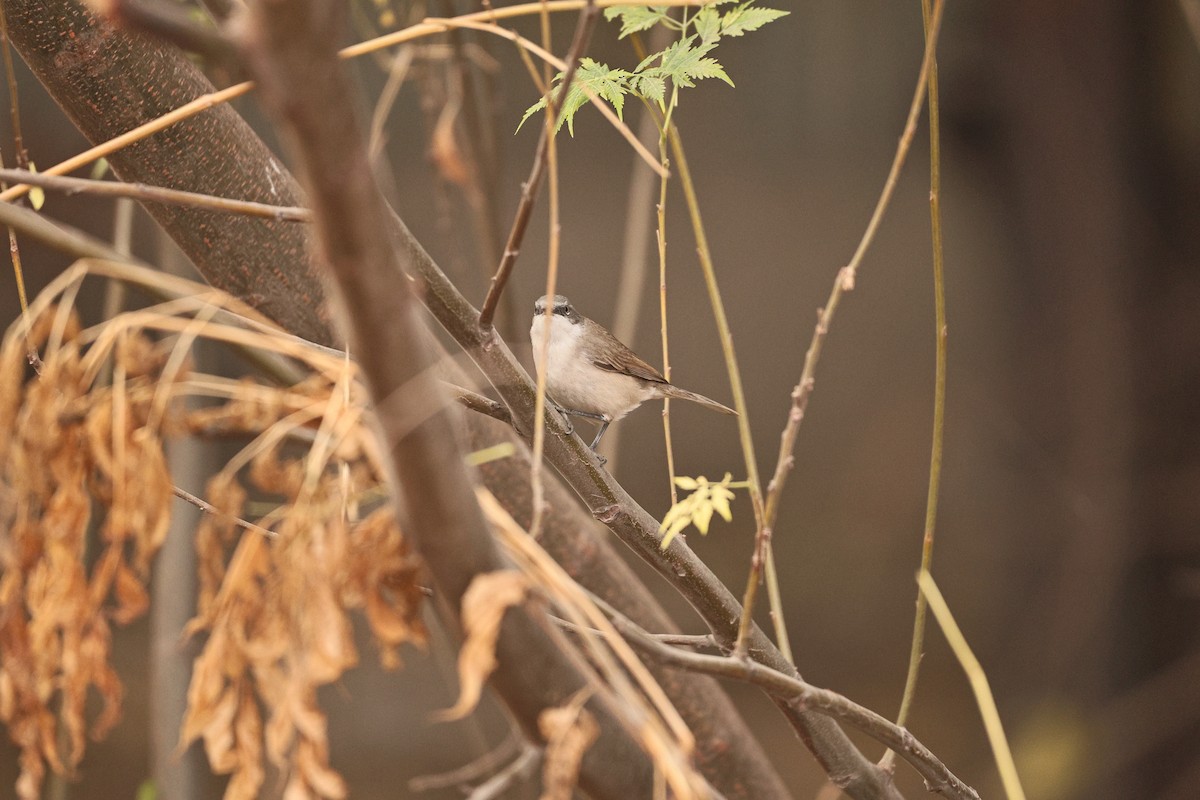 møller - ML647117594