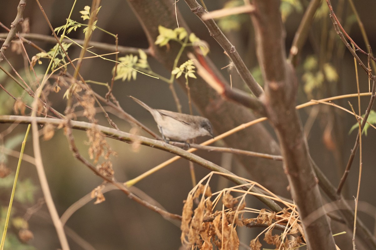 møller - ML647117595