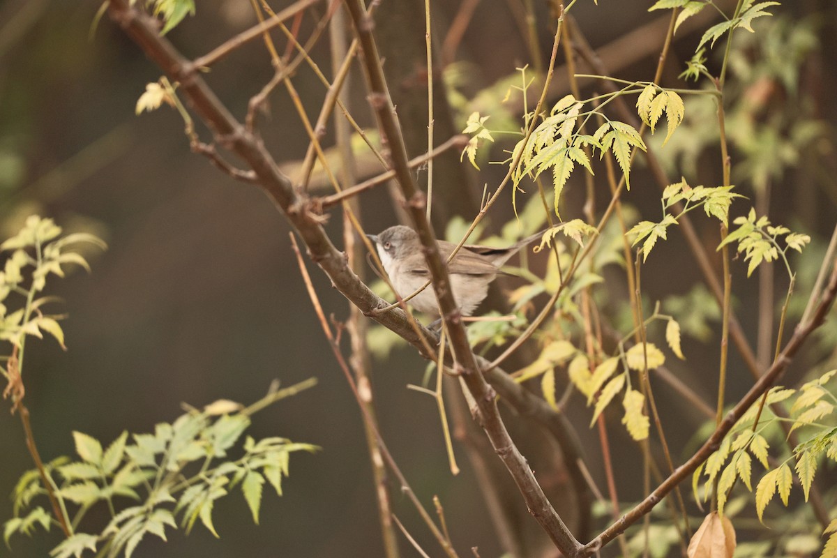 møller - ML647117596