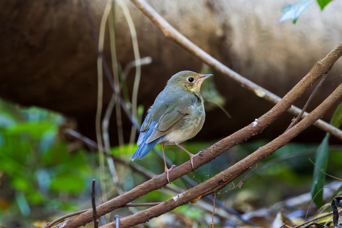 asurnattergal - ML647117598