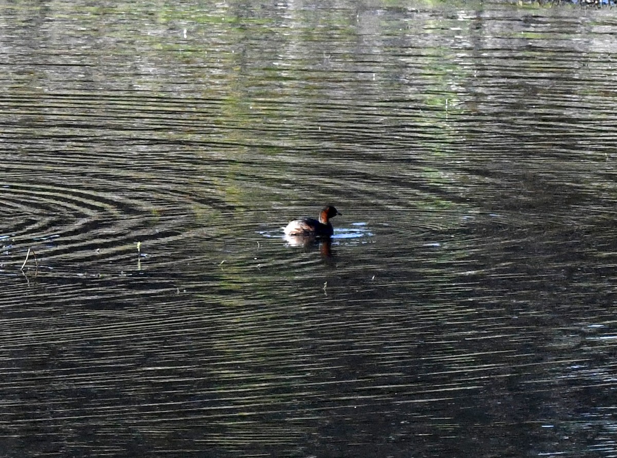Little Grebe (Little) - ML647117599