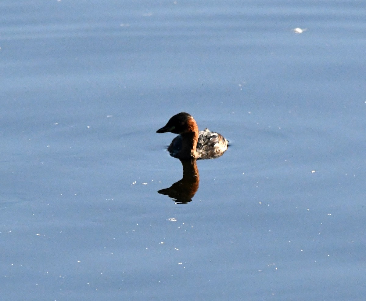 Little Grebe (Little) - ML647117600